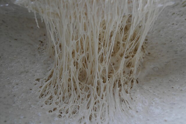 Gluten strands in bread dough