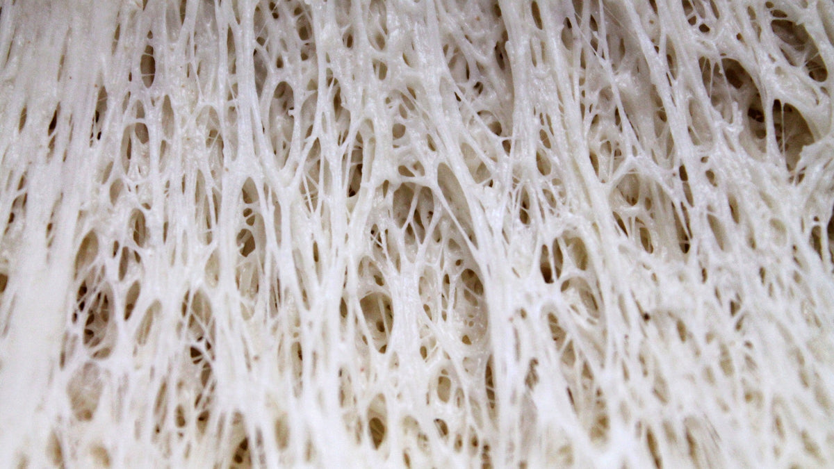 Macro view of a gluten network: fine elastic strands and open cells formed after wheat flour is hydrated and worked into dough